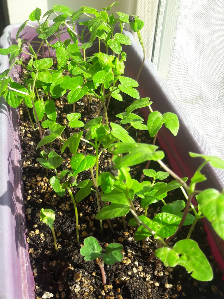 بذر گل نیلوفر رونده الوان آذر سبزینه مدل A138