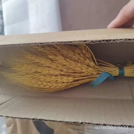 دسته گل خشک مدل خوشه گندم کد 20