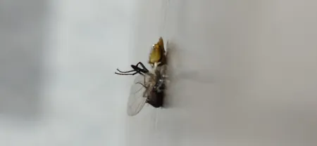 گوشی موبایل سامسونگ مدل Galaxy S23 FE دو سیم کارت ظرفیت 256 گیگابایت و رم 8 گیگابایت - ویتنام