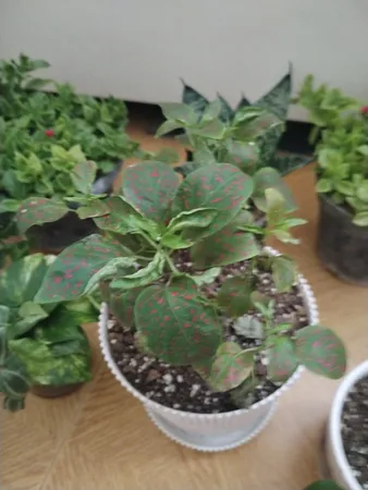 گیاه طبیعی گل سنگ قرمز کد gs15