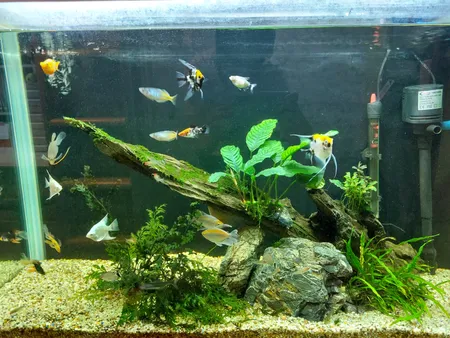 محلول شفاف کننده آب آکواریوم پلنتا بلوم کد CLR01 حجم 250 میلی لیتر