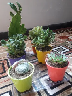 گیاه طبیعی کاکتوس و ساکولنت آیدین کاکتوس کد CB-004 بسته 12 عددی