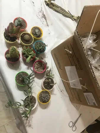 گیاه طبیعی کاکتوس و ساکولنت آیدین کاکتوس کد CB-004 بسته 12 عددی