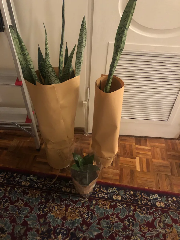 گلدان سانسوریا سبز گلیتال مدل GTL149