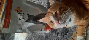 تجریه خرید غذای خشک گربه فرافود پلاس مدل بالغ طعم مرغ و برنج وزن 2 کیلوگرم