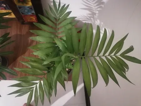 گیاه طبیعی شامادورا مدل shb1