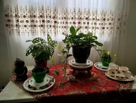 گیاه طبیعی پتوس مدل P-12