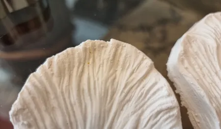 قالب فوندانت و کاتر شیرینی پزی به گز مدل گل پیونی مجموعه 6 عددی