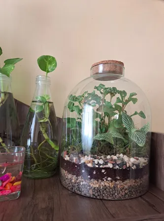 گیاه طبیعی تراریوم سل تراریوم مدل راین