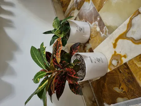 گل طبیعی فیلودندرون برکین  تافکو مدل s1