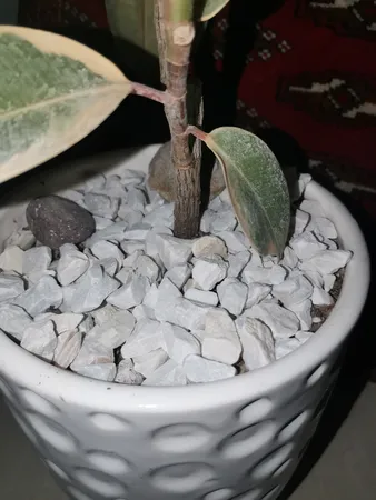 سنگ تزیینی مدل D10 وزن 1 کیلو گرم