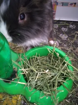 یونجه جوندگان مدل نوین وزن 1000 گرم