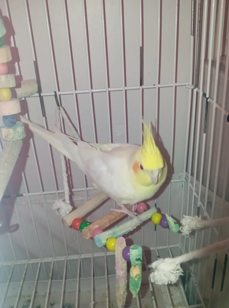 اسباب بازی پرندگان مدل 3068