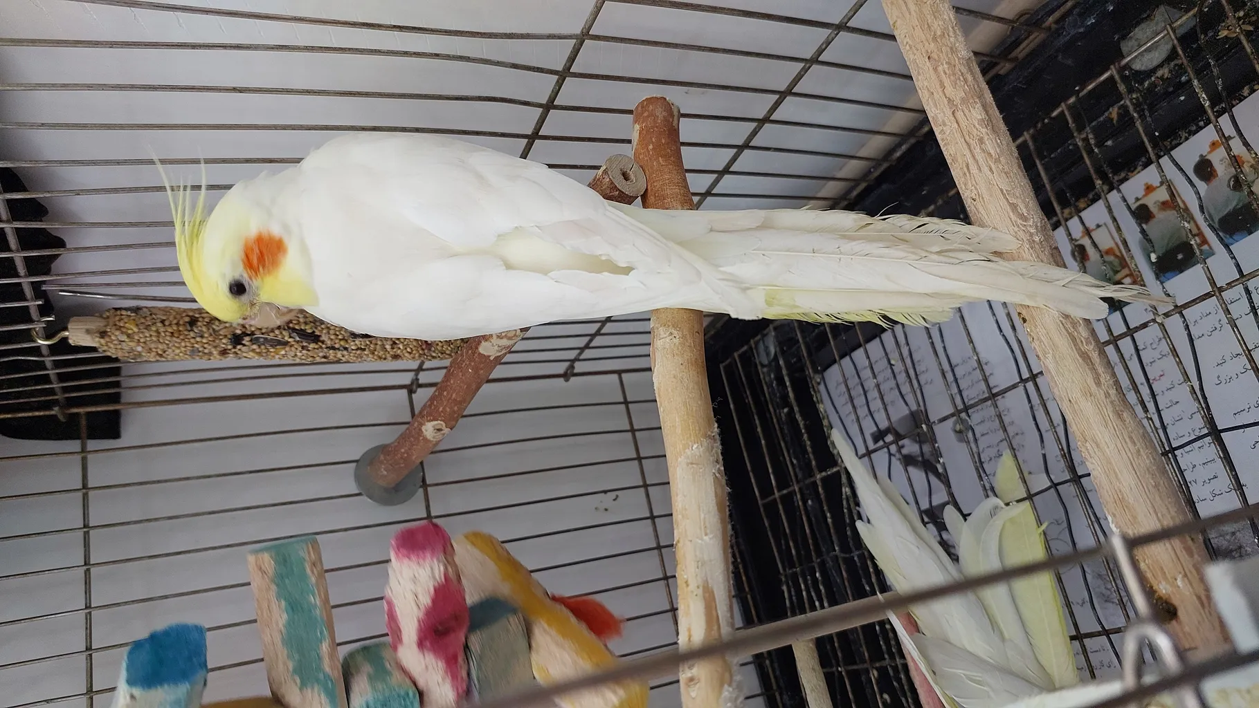 تشویقی طوطی هپی برد مدل استیک پرستیژ وزن 60 گرم