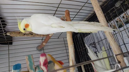 تشویقی طوطی هپی برد مدل استیک پرستیژ وزن 60 گرم