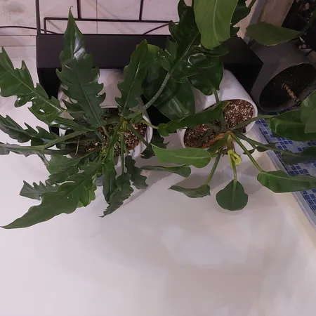 استند گلدان مدل پلنت باکس