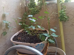 تجریه خرید بذر گل نیلوفر رونده الوان آذر سبزینه مدل A138