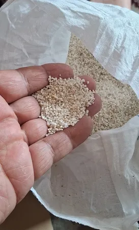 برنج نیم دانه هاشمی گیلان - 5 کیلوگرم