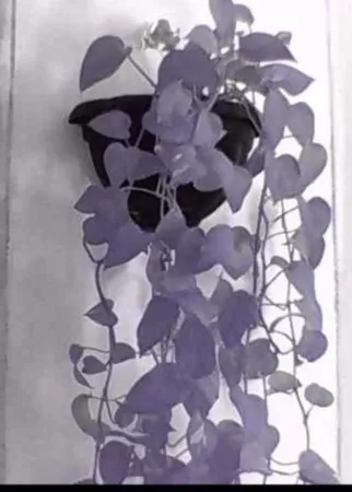 دوربین بیسیم مداربسته تحت شبکه مدل v380