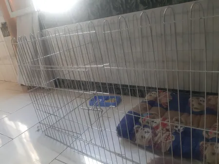 پارک سگ کد 01