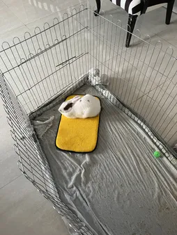 تشک خواب سگ و گربه کد TB-113