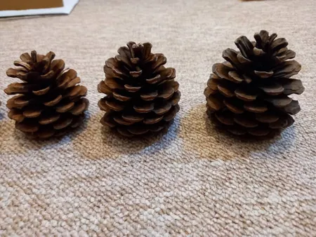 میوه تزیینی کاج مدل 121111مجموعه 5 عددی