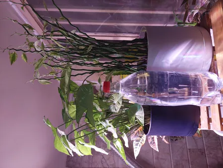 گلدان طرح استوانه مدل مهرنی 20-103