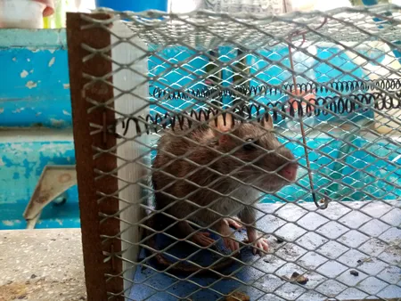 تله موش مدل قفسی