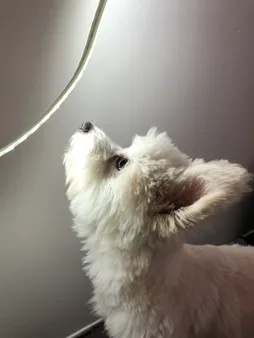 ریسه اس ام دی کد ZA طول 1 متر