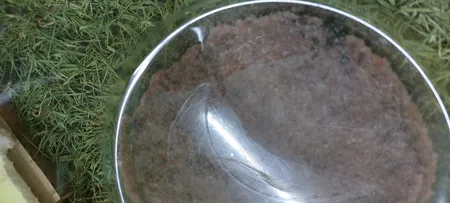 بذر پلنت آکواریوم مدل چمن ریز کوبایی