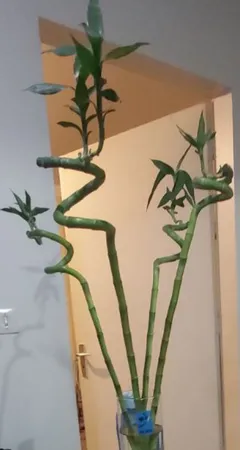 گیاه طبیعی بامبو کد GLGL