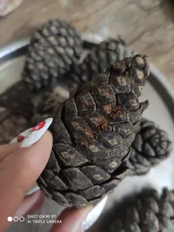 میوه تزیینی درخت کاج کد 62 مجموعه 5 عددی