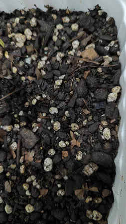 خاک گلدان سورین خاک سایز بزرگ (10 لیتری)