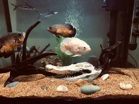 جمجمه تزیینی آکواریوم کد MS