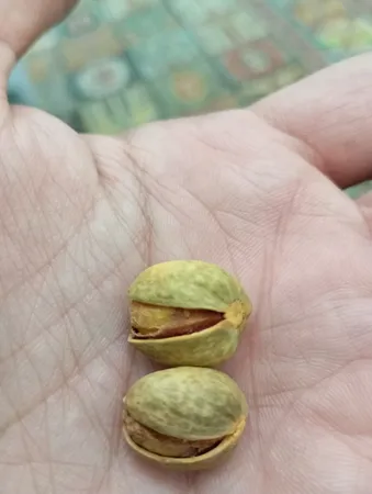 پسته فندقی نمکین زعفرانی گهربد - 600 گرم