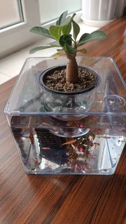 گلدان طرح آکواریوم کد ck106