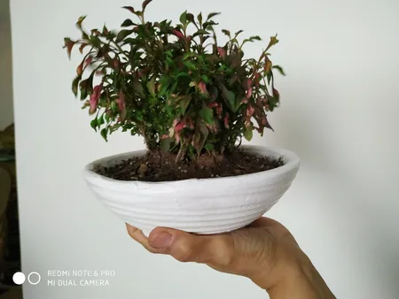 گیاه طبیعی مدل رویال D-6