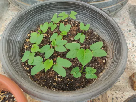 بذر گل نیلوفر رونده الوان سانیا سید مدل D5