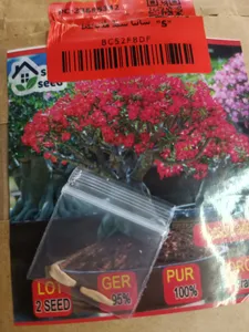 تجریه خرید بذر بنسای آدنیوم آبسوم سانیا سید مدل D1