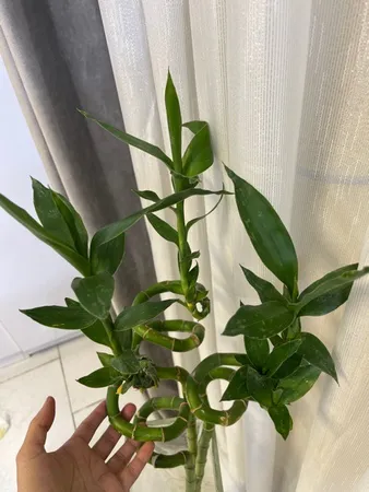 گیاه طبیعی بامبو مدل جوانه دار مدل 80