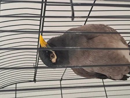 غذای مرغ مینا مدل اوشکایا وزن یک کیلوگرم