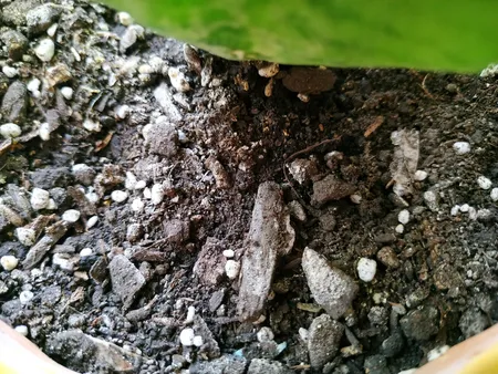 خاک برگ گیلدا کد GB12L حجم 12 لیتر