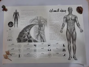 تجریه خرید پوستر آموزشی اندیشه کهن طرح آناتومی بدن انسان کد 301