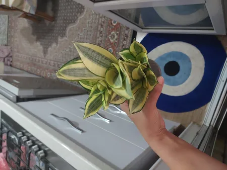 گیاه طبیعی سانسوریا هانی کد ls12