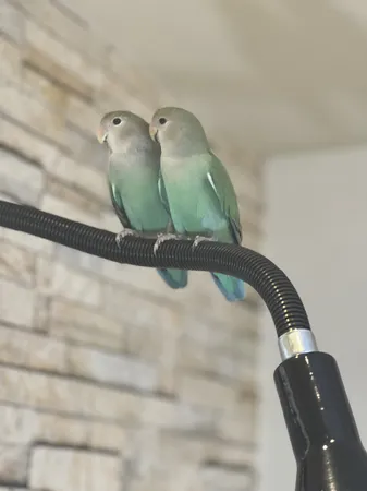 غذای طوطی برزیلی پتزو مدل love.b وزن 900 گرم