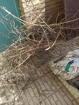 اره باغبانی ساوورایی مدل L50