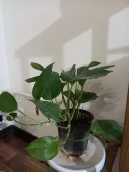 گیاه طبیعی پتوس سبز کد 101