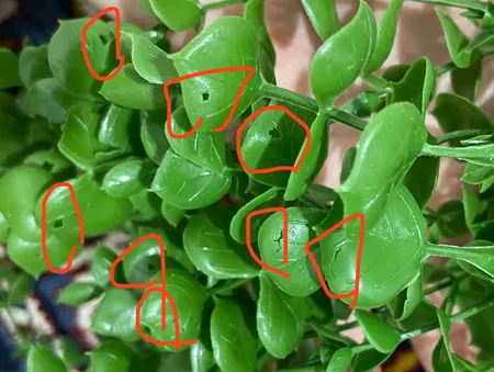 دسته گل مصنوعی مدل آبشار کد 486