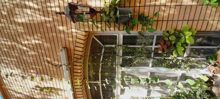 بذر گل نیلوفر رونده الوان گلبرگ پامچال کد GPF-093