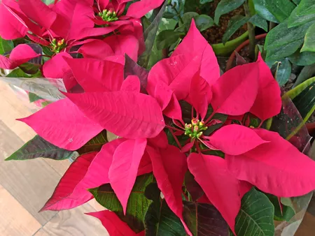 گل طبیعی بنت قنسول کد 105